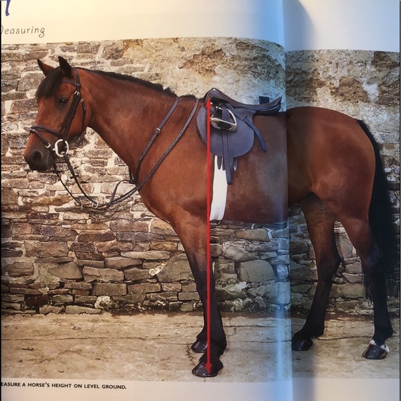 THE HORSE & PONY CARE HANDBOOK by Amanda Lang🏇🏇 - Picture 12 of 12